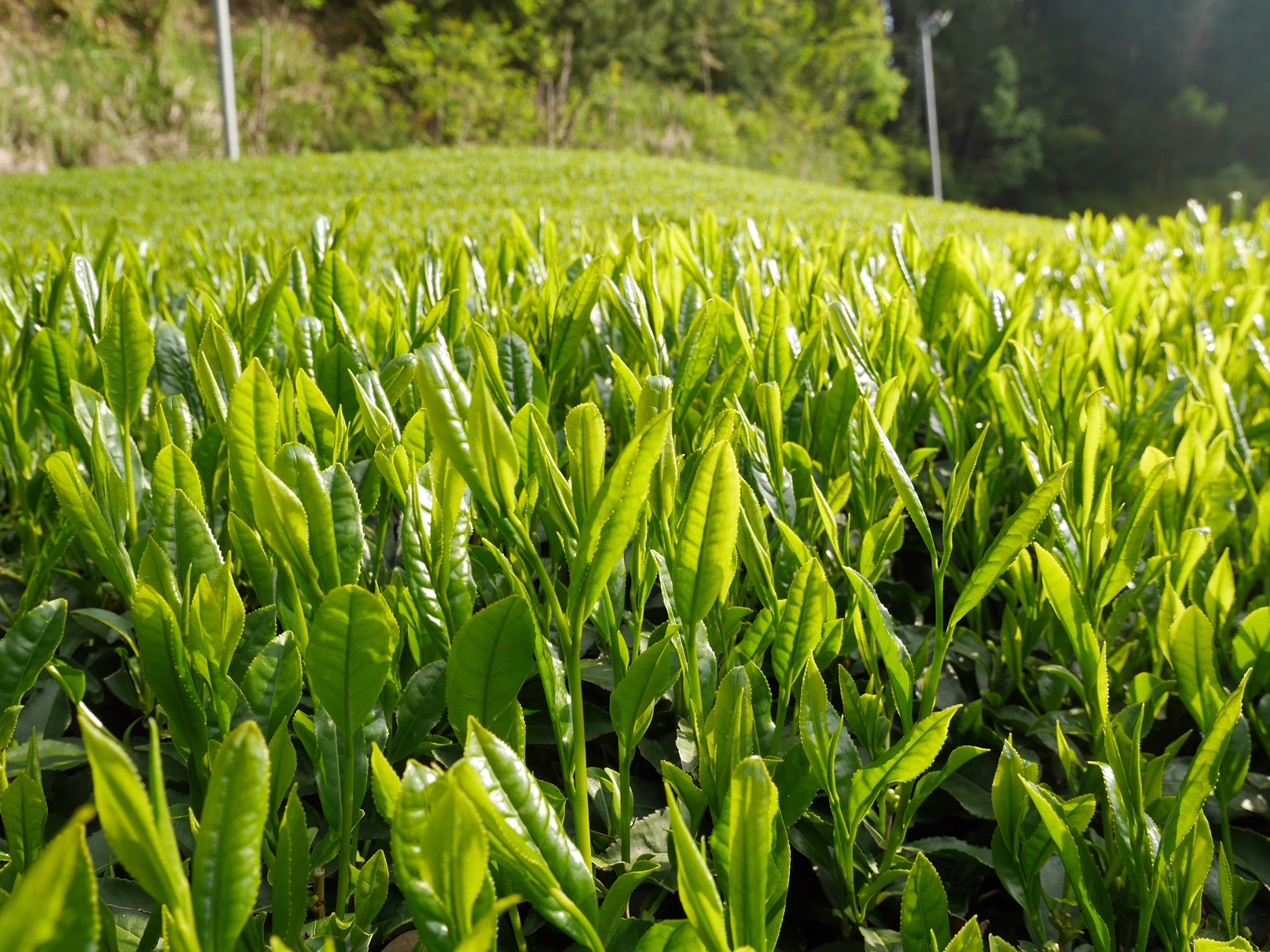 静岡市葵区 駿府本山茶 産地の茶畑です 新芽がぐんぐん Npo スローライフ ジャパン